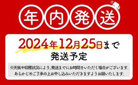 ＼年内発送／ こだわりの冬のシャインマスカット 約2kg 3~4房 シャインマスカット葡萄ぶどうブドウシャインマスカット葡萄ぶどうブドウシャインマスカット葡萄ぶどうブドウシャインマスカット葡萄ぶどうブ