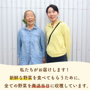 野菜セット 12品目 以上 野菜セット