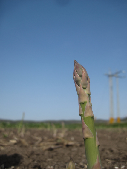【5月下旬〜6月上旬発送】旬の採れたて野菜「アスパラガス」
