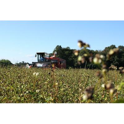 ふるさと納税 古河市 石臼製粉 常陸秋そば 田舎風(ブレンド)そば粉 1kg | そば粉 ソバ粉 蕎麦粉 _BI85 |  | 02