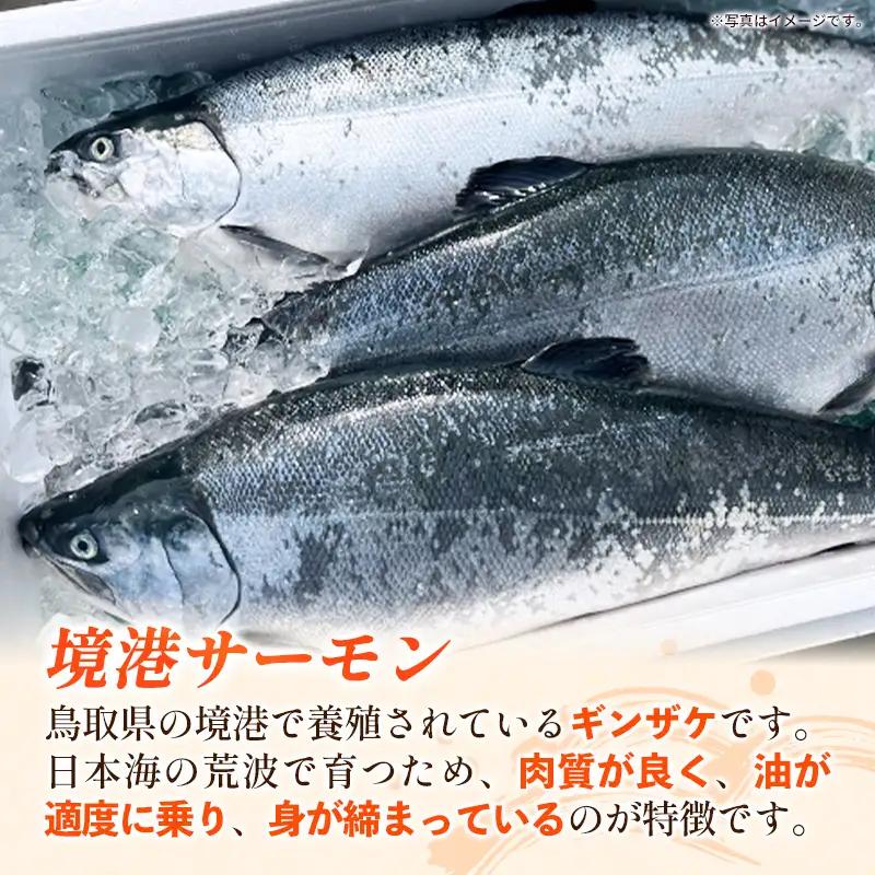 境港サーモンのクリームコロッケ（境港サーモン7.2％使用） 40g 20個 ／ 800g クリーム コロッケ 鳥取県 境港 サーモン 養殖 銀ザケ シャケ 洋食 時短 おかず 惣菜 おべんとう 弁当 