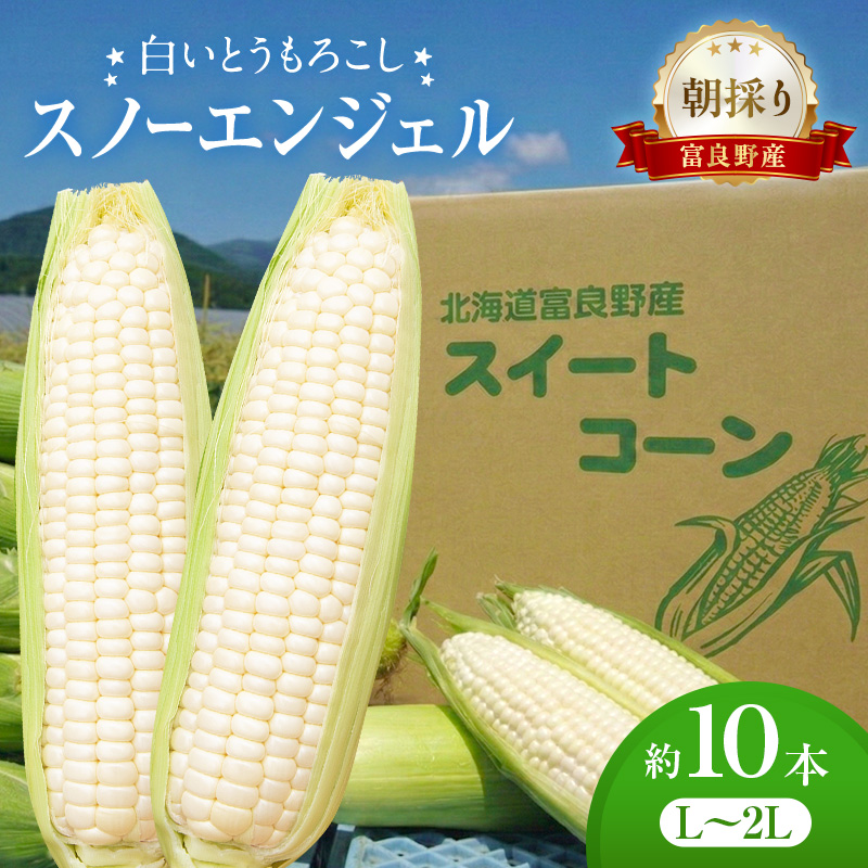 白いとうもろこし 「スノーエンジェル」 北海道富良野産 L～2L 約10本 [ とうもろこし とうきび コーン ホワイトコーン 野菜 北海道 富良野 ]