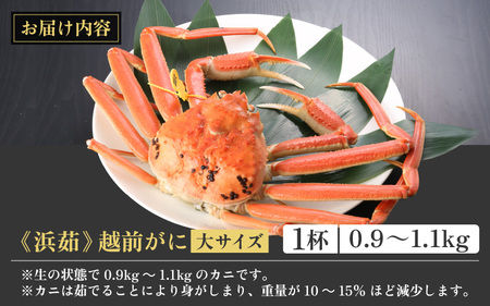 越前がに本場の越前町からお届け！越前がに浜茹で大サイズ（生で0.9～1.1kg）×1杯【かに カニ 蟹】【3月発送分】 [e43-x003_03] 福井県 雄 ズワイガニ ボイル 冷蔵 越前がに 越前