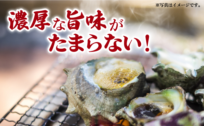 【コリコリ食感と濃厚な旨味！】 新上五島町産 新鮮 活 サザエ 2kg 【カミティバリュー】 [RBP019]