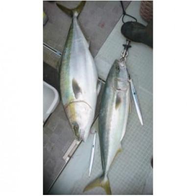 ふるさと納税 泉大津市 ルンゴスライダー200g　オススメカラー　2本セット |  | 03