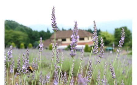 【 マツリカサボン 】 オーガニック石けん （ラベンダー） 75g 1個 ご自宅用 / オーガニック 生せっけん 自然素材 石鹸 岡山 真庭 蒜山 肌にやさしい こだわり 手作り 無添加 洗顔 MAT