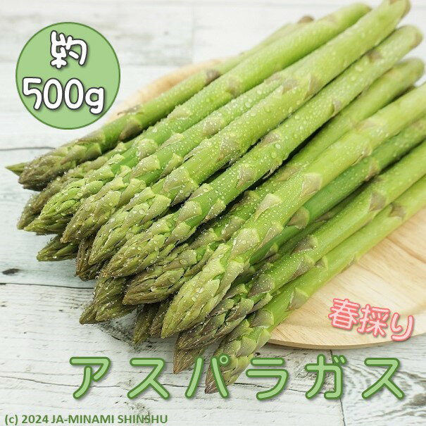 【ふるさと納税】春告げアスパラガス 約500g（10～17本）＜2025年4月以降随時発送＞