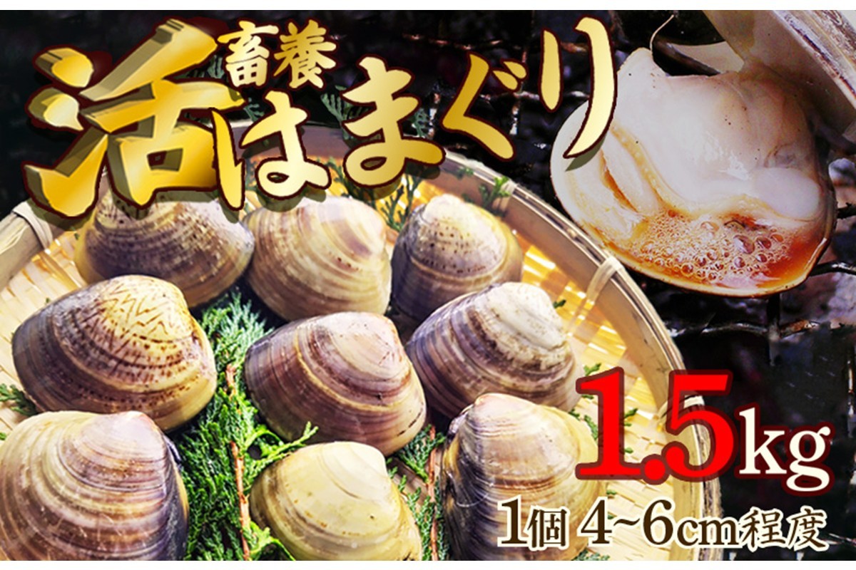 
                  畜養活はまぐり 1.5kg　蛤 はまぐり ハマグリ 貝 養殖 京都 京丹後 久美浜湾 プリプリ 肉厚 酒蒸し お吸い物 ふるさと納税 送料無料　MN00055
                