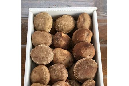 原木しいたけ詰め合わせ 1.3kg/日本農業賞大賞の農園が生産｜しいたけ