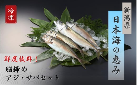 【鮮魚詰め合わせ】アジ・サバセット 脳締め アジ2-3尾 サバ2-3尾 冷凍 新鮮 海鮮 大きい 新潟県 出雲崎町