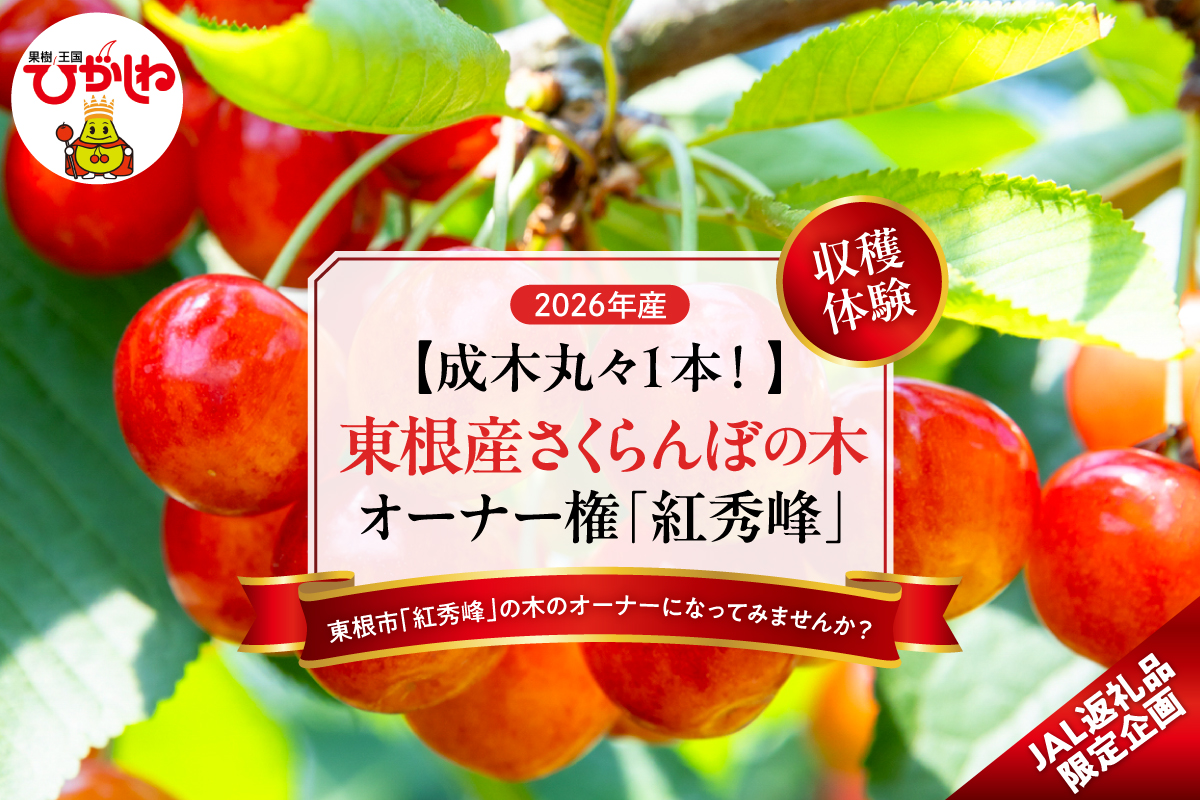 【数量限定　JAL限定】【成木丸々1本！】東根産さくらんぼの木 オーナー権「紅秀峰」 山形県 東根市 hi081-003