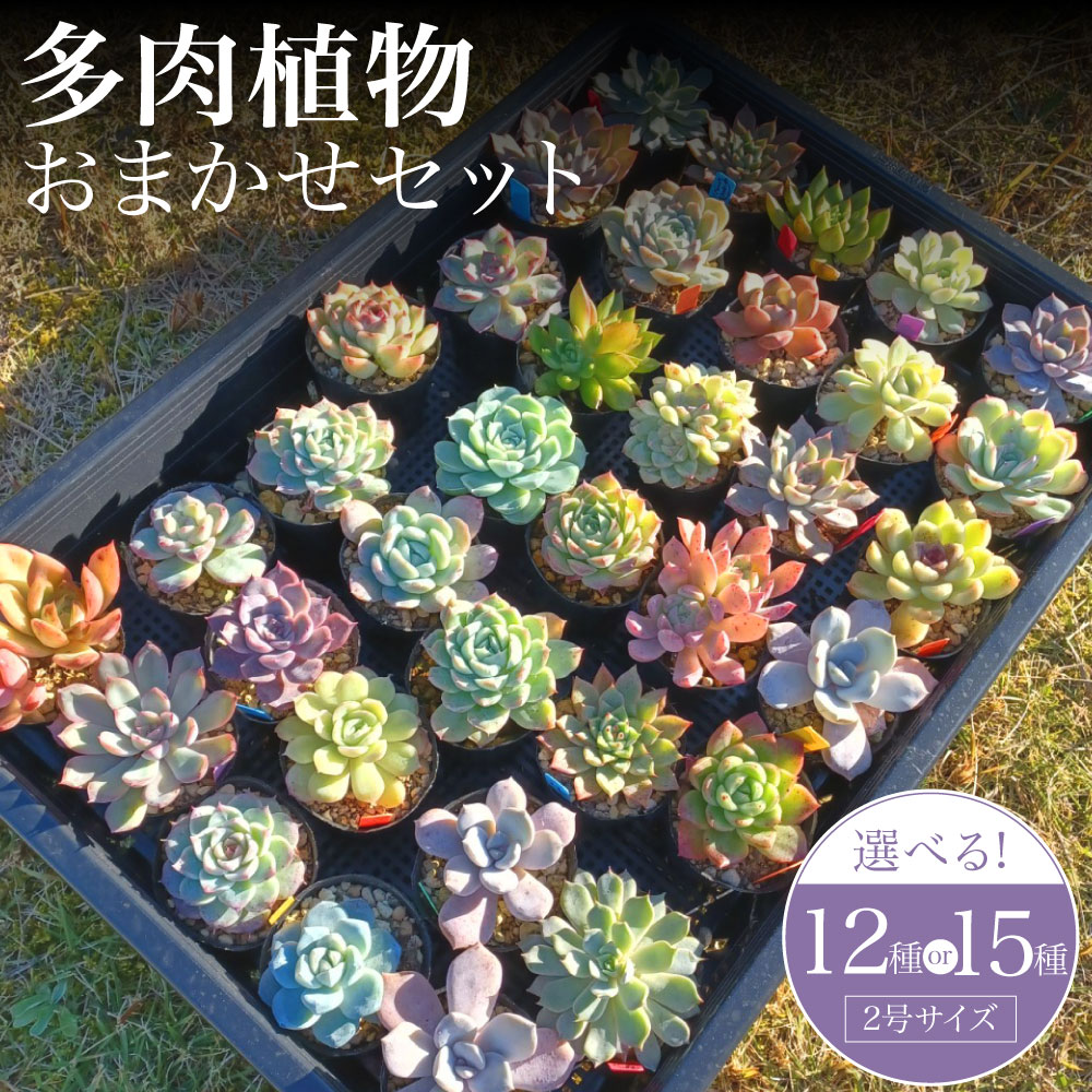 【ふるさと納税】＜選べる内容量＞多肉植物 おまかせセット 2号サイズ 12種セット / 15種セット 観葉植物 ポット・土付き リメ缶 リメ鉢 装飾 インテリア 家具 小物 部屋 玄関 ベランダ 長崎県 時津町 送料無料