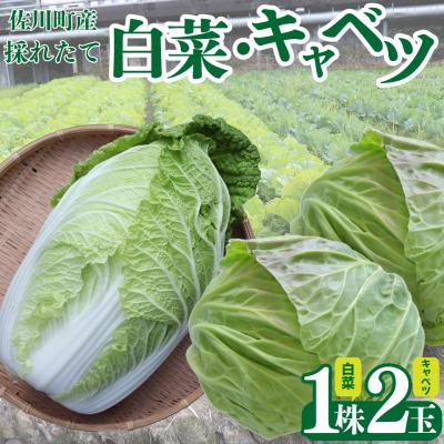 ふるさと納税 佐川町 <2026年12月〜お届け>事前受付中 佐川町産 白菜1玉(約2.5kg) キャベツ2玉(約2kg)