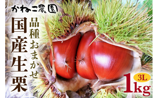 笠間の栗・かねこ農園の生栗　品種おまかせ1kg（3L） 栗 クリ くり 生栗 茨城県 笠間市 ＜9月上旬～1月に順次発送予定 12月31日まで受付＞