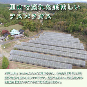 【春芽】グリーンアスパラガス 1kg【先行予約･期間限定】アスパラ 野菜 産地直送 新鮮 世羅【2025年4月上旬以降順次発送】 A039-02