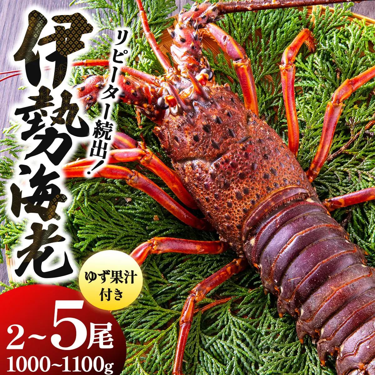 リピーター続出！伊勢海老 1000～1100g（2～5尾）