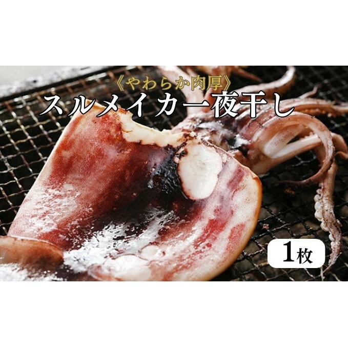 柔らか肉厚の スルメイカ 一夜干し 1枚[ 国産 干物 肴 つまみ イカ ]