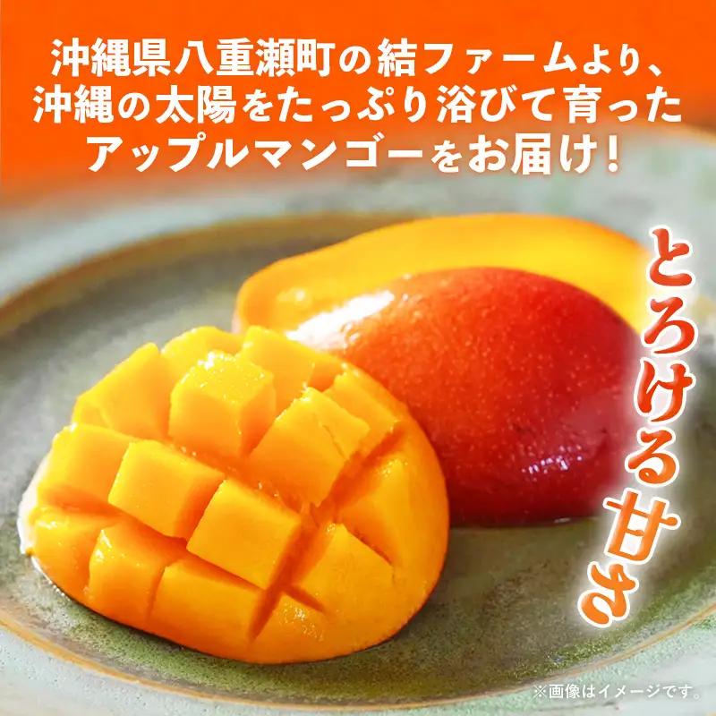 【先行受付】【2026年発送】結ファーム 家庭用 アップルマンゴー 約2kg （4～8玉）- ご自宅用 先行予約 沖縄県産 産地直送 南国フルーツ 旬の味覚 オススメ 沖縄県 八重瀬町