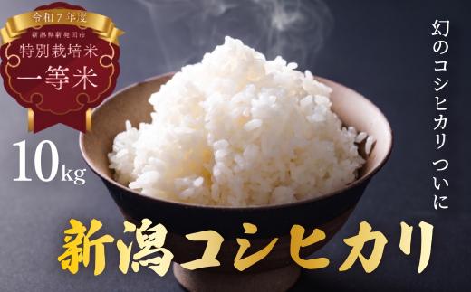 【発送日がわかる！】米 クラシック コシヒカリ 10kg (5kg×2袋) 新潟県産 お米 白米 ご飯 精米 丁寧 ていねい 安心 個包装 小分け 星野農園 新潟県 新発田市 hoshino006