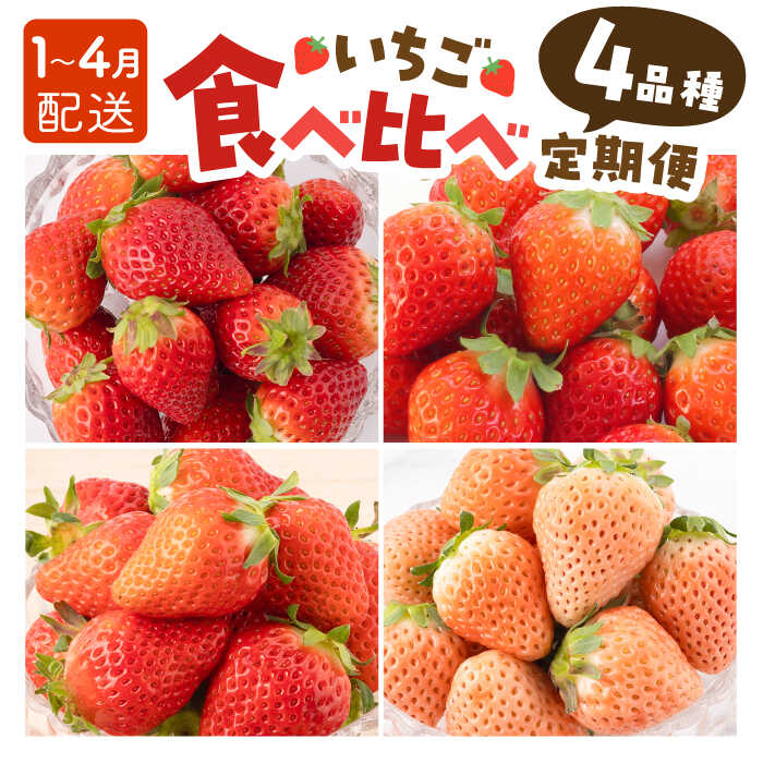 【ふるさと納税】【先行予約】【4回定期便】いちご 4品種 食べ比べ 白いちご など 希少品種 も！【岸川農園】さがほのか よつぼし いちごさん 淡雪 イチゴ 赤イチゴ 苺 果物 フルーツ 定期便 旬 食べ比べ 希少 佐賀県 白石町 [IAP011]