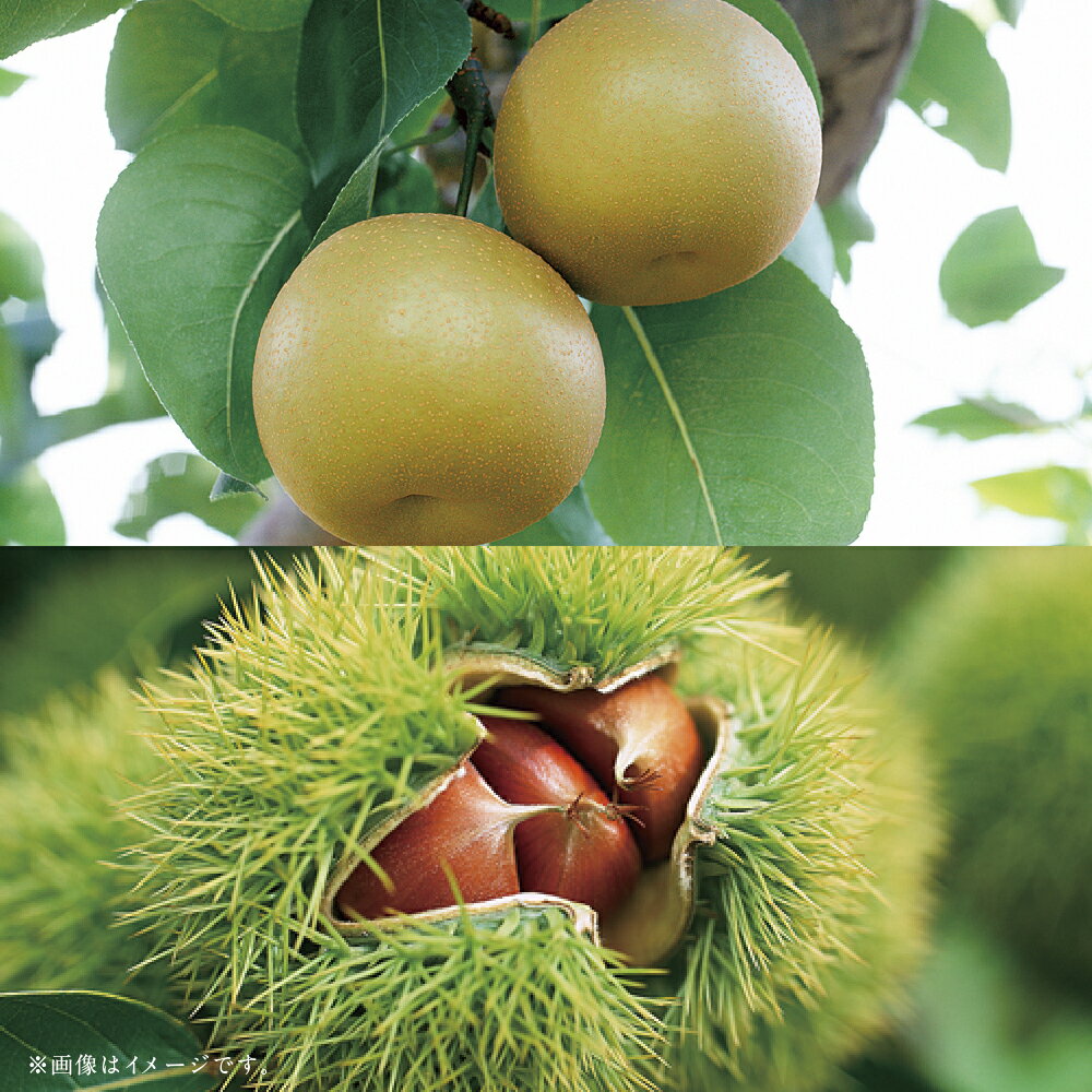 【ふるさと納税】【フルーツ2回定期便】 梨（5kg）・栗（2kg） なし ナシ 大玉 くり クリ くだもの 果物 果実 フルーツ 熊本県産 国産 九州 熊本県 あさぎり町 送料無料 【2025年8月上旬～10月上旬迄順次発送予定】