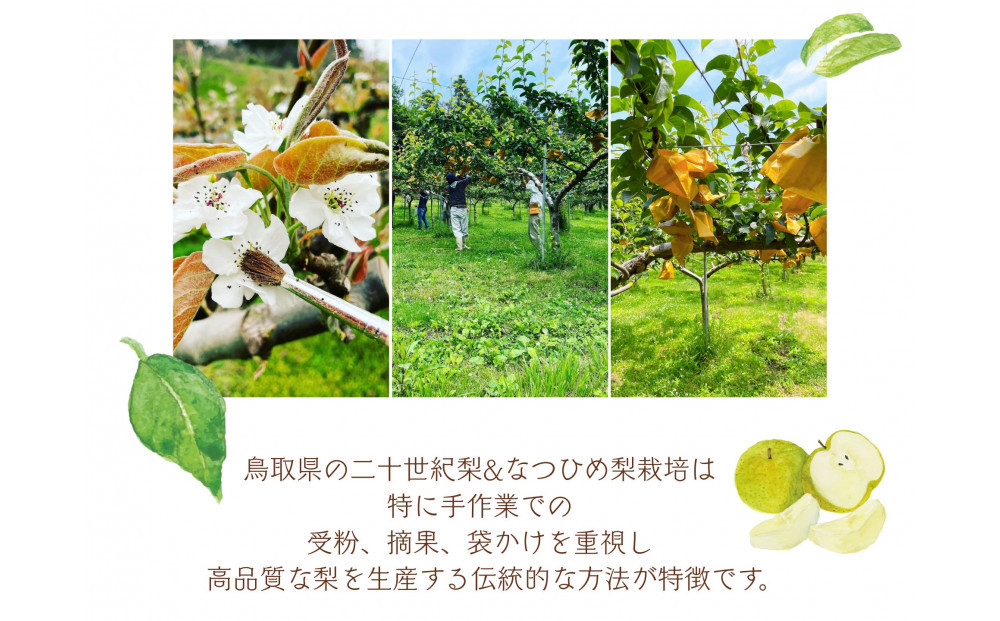 鳥取県産 梨 訳あり ご自宅用 二十世紀梨 5kg 【鳥取県 境港市】