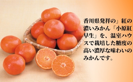 ハウス 小原紅早生 みかん 約1.2kg化粧箱 果物類 柑橘類 フルーツ 