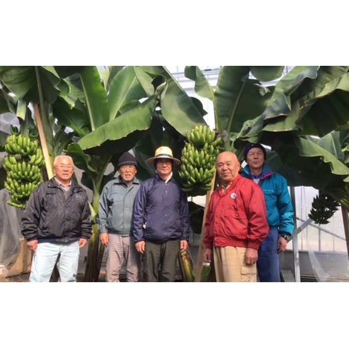 朝倉産【恋バナナ】5本セット 果物詰合せ フルーツ _イメージ5