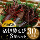 【ふるさと納税】【数量限定】産地直送！活き伊勢えび 約200～250g×3尾 限定50セット　※北海道・東北地方・沖縄・離島への配送不可　※2024年9月上旬～11月上旬頃に順次発送予定