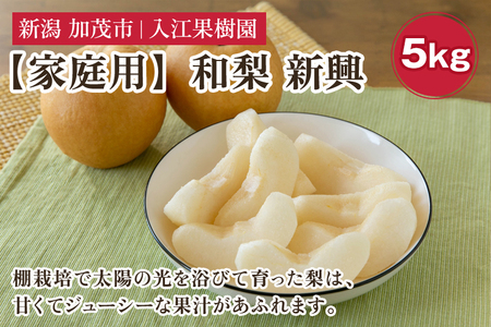 【家庭用】和梨 新興 5kg（7～10玉）《10月中旬～順次出荷》 しんこうなし 果物 フルーツ ナシ 新潟産 加茂市 入江果樹園 