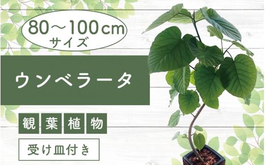 2025年4月中旬～発送【観葉植物】フィカス・ウンべラータ80cm～100cm陶器鉢(T＆P/045-1455) 南国鹿児島県で育った 観葉植物！植物 鉢付 インテリア 室内 オフィス おしゃれ プレゼント ギフト 開店祝い 移転祝い マイナスイオン【配送不可地域：北海道・沖縄県・離島】