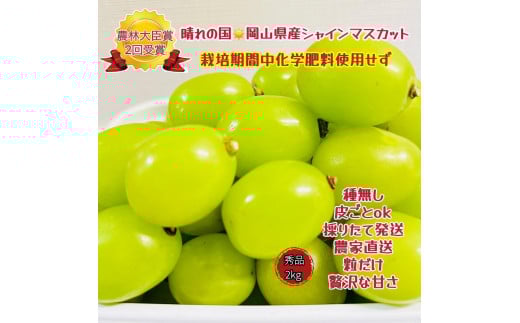ぶどう2026年  シャインマスカット 秀品 粒だけ 約2kg  家庭用 ギフト 農林大臣賞2回受賞  贈答用 贈り物 岡山 果物 フルーツ  採りたて発送 農家直送 数量限定 新鮮 6月下旬から発送