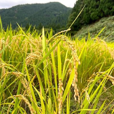ふるさと納税 智頭町 【みたき園】玄米餅(5個入り×3パック) |  | 02