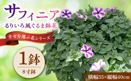 【4月末より順次発送】 サフィニア るりいろ風ぐるま 鉢花　/ 瑞浪市 中山園芸 花 お花 お祝い 鉢植え 生花 ギフト プレゼント フラワー[AZDC002]