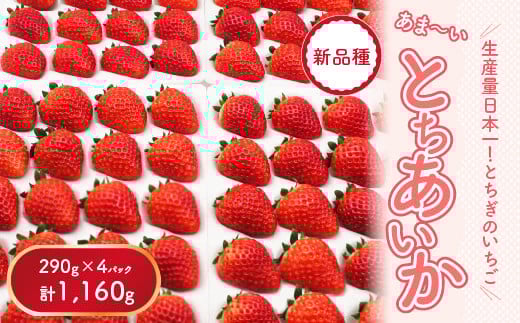 
            【先行予約】【数量限定】とちあいか 290g×4パック｜いちご イチゴ 苺 先行予約 栃木県 果物 くだもの フルーツ とちあいか 新鮮 贈答 ギフト 食べ比べ 真空パック ※2025年11月上旬頃より順次発送予定
          