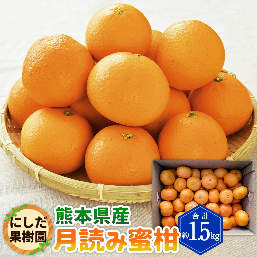 【ふるさと納税】にしだ果樹園の熊本県産 月読み 蜜柑 約1.5kg みかん ミカン くだもの 果物 果実 フルーツ 柑橘 常温 にしだ果樹園 九州 熊本県 送料無料 【2026年11月下旬発送開始】