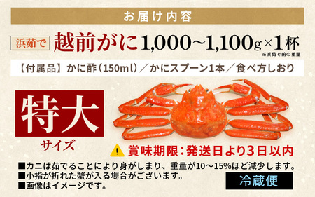 越前がに本場の越前町からお届け！浜茹で 越前がに 特大サイズ（生で1000～1100g） × 1杯 かに酢 食べ方しおり スプーン付き【かに カニ 蟹 雄 ズワイガニ ずわいがに 姿 ボイル 福井県 