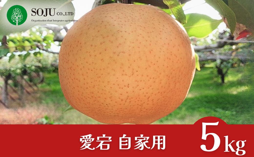 
                  和梨 愛宕 自家用 約5kg 令和7年度 新潟県三条市産 梨 訳アリ  [三条果樹専門家集団] 【010S262】
                