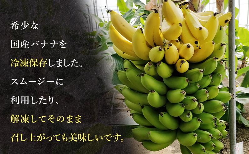 幻の品種 グロスミッシェル種 千葉市産 冷凍バナナ 1kg 定期便（6回）バナナ 果物 フルーツ 冷凍 千葉市