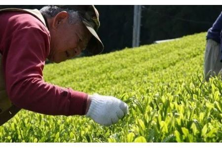 深蒸し掛川茶飲み尽くし用セット 500ｇ × 2袋 計1Kｇ 美笠園 深蒸し茶 2036