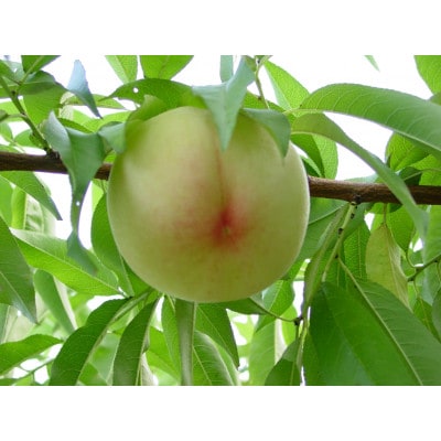 2026年 岡山白桃ロイヤル(1箱3玉)800g【配送不可地域：離島】