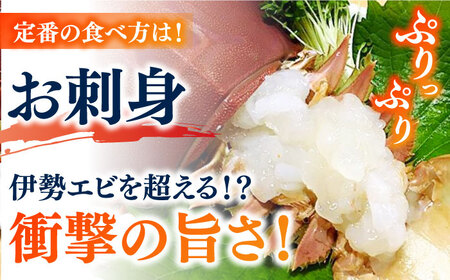 【2025年先行予約】【プリプリ食感と旨み】希少 うちわえび 約500g (3?9尾) ウチワエビ うちわエビ 海老 カニ 五島市/五島FF [PBJ011]