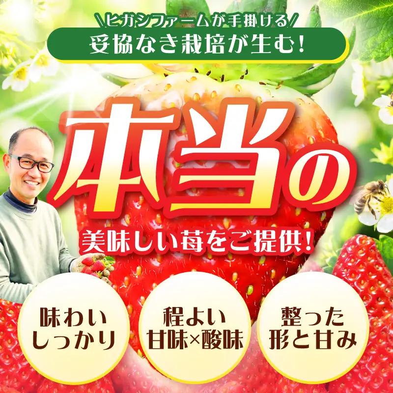 【見つけて、摘んで、食べて！】希少いちご「ほしうらら」を摘みに行こう いちご狩り 体験チケット（大人1名）【121E-001】