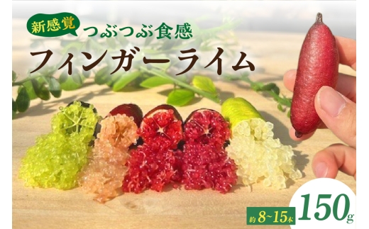 新感覚つぶつぶ食感！フィンガーライム　150ｇ（約8～15本）フルーツ 果物 国産 柑橘 フルーツキャビア 森のキャビア デザート 希少 鈴園 愛知県 常滑市