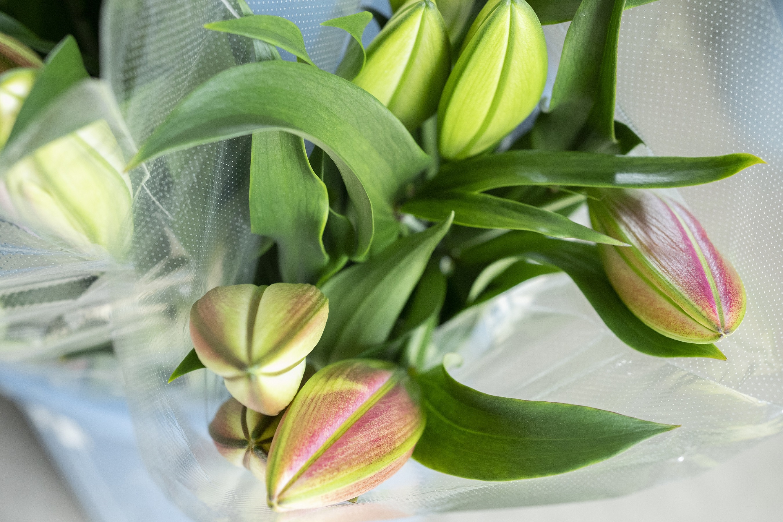 ユリ(オリエンタルリリー)5本×10ヶ月 毎月お届け 10〜6月