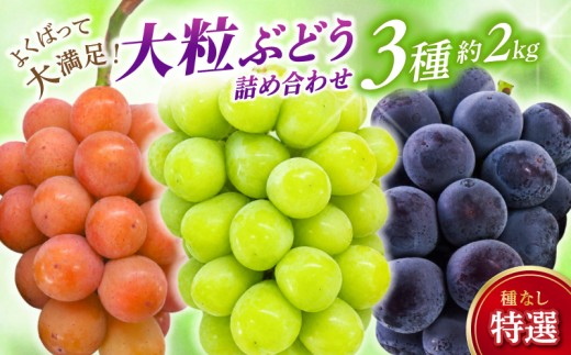
            【2026年先行予約】 NISSHOKU　FARM　特選　大粒ぶどう３種セット（シャインマスカット入り）岡山 ぶどう 真庭市 高級 ギフト 贈り物 ピオーネ クイーンニーナ 【nisfarm010-02】
          
