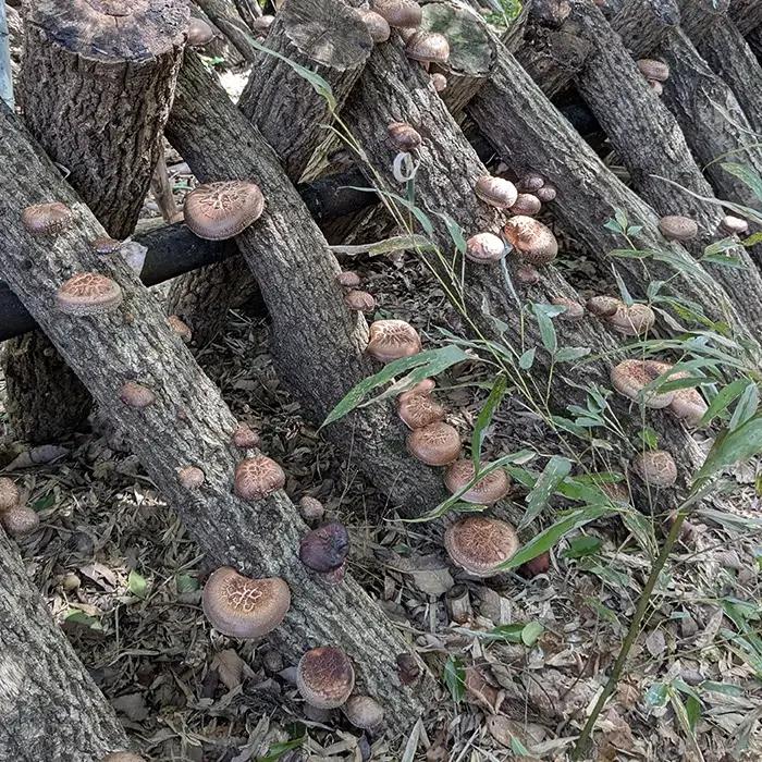 京都丹波 原木しいたけ 1kg 丹波かなまろんふぁーむ