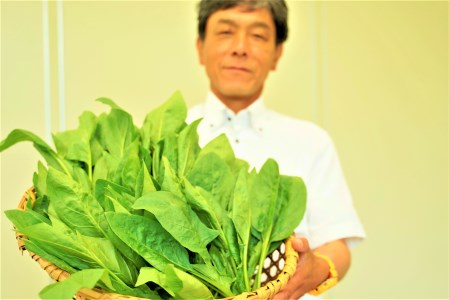 《先行予約》《期間限定》飛騨ほうれん草 150g×8個 朝採れほうれんそう　標高850m山之村で育った味の濃いホウレンソウ A0089wx syun33