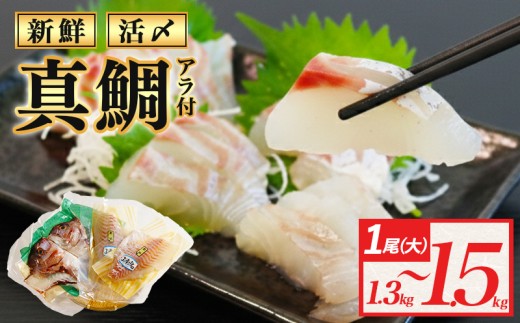 真鯛 タイ 半身 (アラ付き) 1.3kg～1.5kg 産地直送 冷蔵 新鮮 鮮魚 養殖 カマ アラ 鯛 たい タイ 刺身用 しゃぶしゃぶ 鯛しゃぶ 鍋 鯛めし 鯛茶漬け カルパッチョ タタキ 炙り 塩焼き 煮込み 料理 三重県 伊勢 志摩 南伊勢