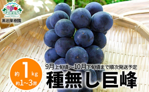 [No.5657-3878]種無し巨峰 約1kg (約1～3房)《黒岩果樹園》■2025年発送■※9月上旬頃～10月下旬頃まで順次発送予定